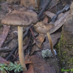 Oudemansiella gigaspora group (Rooting Shank) at ANBG South Annex - 21 May 2021 by BarrieR