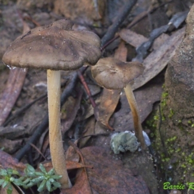 Oudemansiella gigaspora group (Rooting Shank) at ANBG South Annex - 21 May 2021 by BarrieR