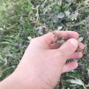 Microtis sp. at O'Malley, ACT - 29 May 2021