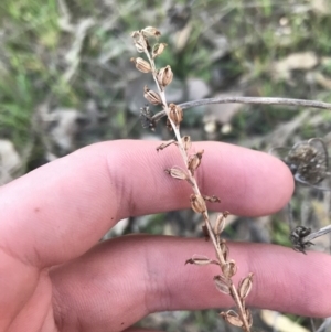 Microtis sp. at O'Malley, ACT - suppressed