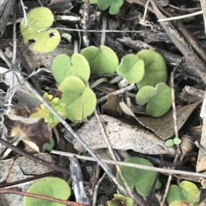 Dichondra repens at O'Malley, ACT - 29 May 2021