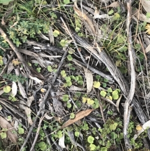 Dichondra repens at O'Malley, ACT - 29 May 2021