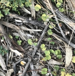 Dichondra repens at O'Malley, ACT - 29 May 2021