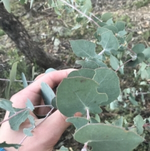 Eucalyptus bridgesiana at O'Malley, ACT - 29 May 2021