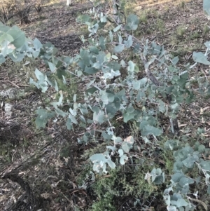 Eucalyptus bridgesiana at O'Malley, ACT - 29 May 2021