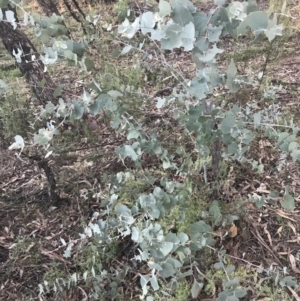 Eucalyptus bridgesiana at O'Malley, ACT - 29 May 2021