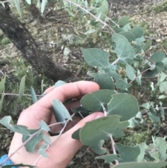 Eucalyptus bridgesiana at O'Malley, ACT - 29 May 2021