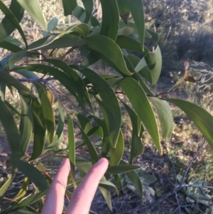 Acacia implexa at O'Malley, ACT - 29 May 2021