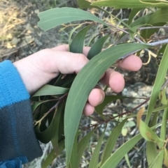 Acacia implexa at O'Malley, ACT - 29 May 2021