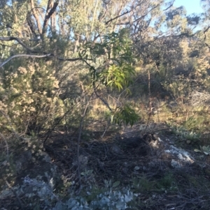 Acacia implexa at O'Malley, ACT - 29 May 2021