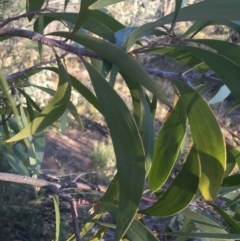 Acacia implexa at O'Malley, ACT - 29 May 2021