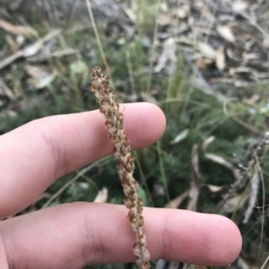 Plantago varia at O'Malley, ACT - 29 May 2021 04:24 PM