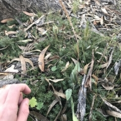 Plantago varia at O'Malley, ACT - 29 May 2021 04:24 PM