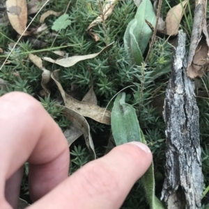 Plantago varia at O'Malley, ACT - 29 May 2021 04:24 PM