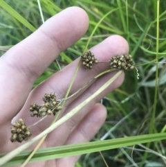 Juncus sp. (A Rush) at O'Malley, ACT - 29 May 2021 by Tapirlord