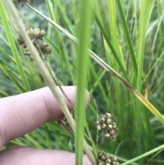 Juncus sp. at O'Malley, ACT - 29 May 2021