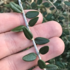 Olea europaea subsp. cuspidata (African Olive) at O'Malley, ACT - 29 May 2021 by Tapirlord