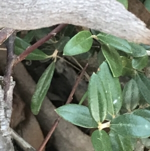 Olea europaea subsp. cuspidata at O'Malley, ACT - 29 May 2021