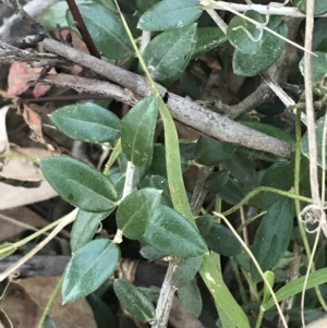 Olea europaea subsp. cuspidata at O'Malley, ACT - 29 May 2021