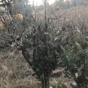 Banksia marginata at O'Malley, ACT - 29 May 2021 04:36 PM