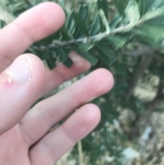 Banksia marginata at O'Malley, ACT - 29 May 2021 04:36 PM