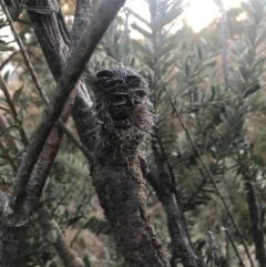 Banksia marginata at O'Malley, ACT - 29 May 2021 04:36 PM