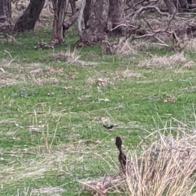 Rhipidura leucophrys (Willie Wagtail) at Jindera, NSW - 3 Jun 2021 by Darcy