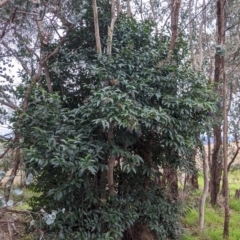 Ligustrum lucidum (Large-leaved Privet) at Albury - 3 Jun 2021 by Darcy