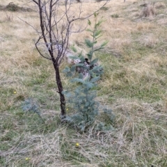 Acacia dealbata subsp. dealbata (Silver Wattle) at Albury - 3 Jun 2021 by Darcy