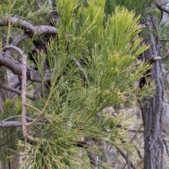 Exocarpos cupressiformis (Cherry Ballart) at Jindera, NSW - 3 Jun 2021 by Darcy