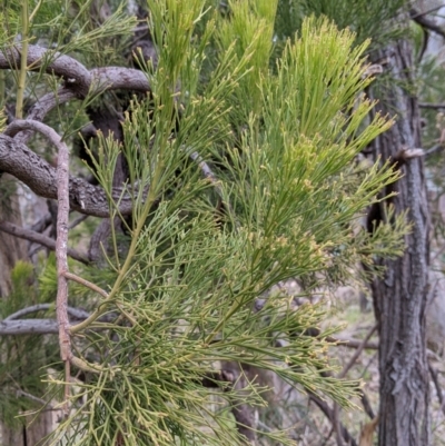 Exocarpos cupressiformis (Cherry Ballart) at Jindera, NSW - 3 Jun 2021 by Darcy