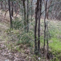 Acacia implexa (Hickory Wattle, Lightwood) at Jindera, NSW - 3 Jun 2021 by Darcy