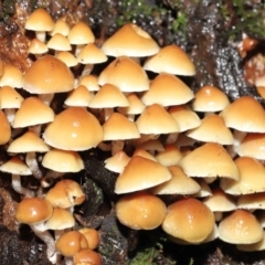 Hypholoma sp. at Acton, ACT - 3 Jun 2021 12:12 PM