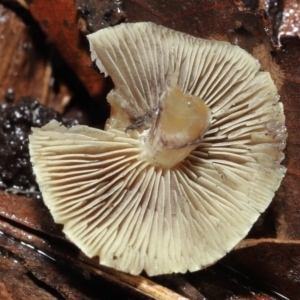 Hypholoma sp. at Acton, ACT - 3 Jun 2021 12:12 PM