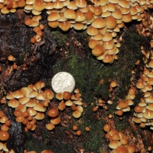 Hypholoma sp. at Acton, ACT - 3 Jun 2021