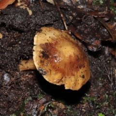 Unidentified Cap on a stem; gills below cap [mushrooms or mushroom-like] at Acton, ACT - 3 Jun 2021 by TimL