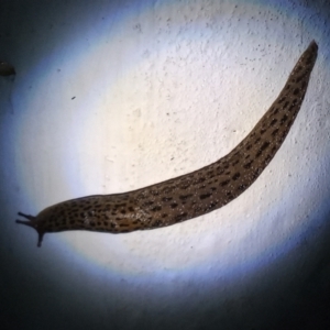 Limax maximus at Gordon, ACT - 3 Jun 2021 07:56 PM