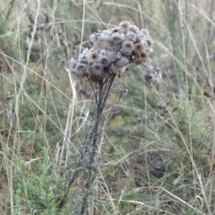 Chrysocephalum semipapposum at Majura, ACT - 24 May 2021