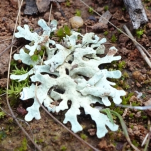 Lichen - foliose at Mount Ainslie - 24 May 2021