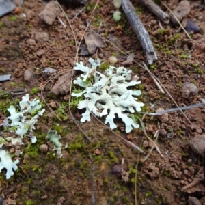 Lichen - foliose at Mount Ainslie - 24 May 2021