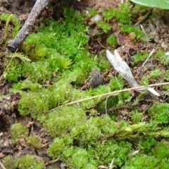 Fossombronia sp. (genus) (A leafy liverwort) at Majura, ACT - 24 May 2021 by JanetRussell