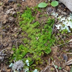 Fossombronia sp. (genus) at Mount Ainslie - 24 May 2021