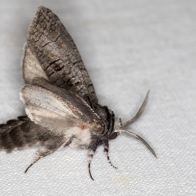 Culama glauca (A Wood moth) at Kenny, ACT - 6 Nov 2020 by Bron