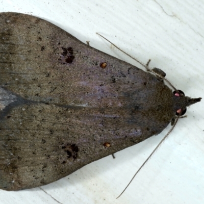 Rhapsa suscitatalis (Wedged Rhapsa) at Ainslie, ACT - 8 Jan 2021 by jb2602