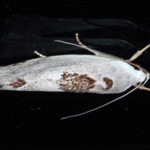 Tymbophora peltastis at Ainslie, ACT - 8 Jan 2021