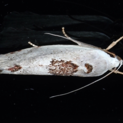 Tymbophora peltastis (A Xyloryctid moth (Xyloryctidae)) at Ainslie, ACT - 8 Jan 2021 by jb2602