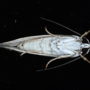 Tymbophora peltastis at Ainslie, ACT - 8 Jan 2021 10:27 PM