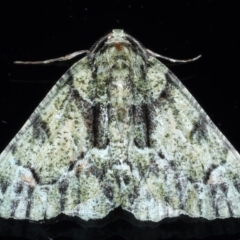 Aeolochroma metarhodata (Tea-tree Emerald) at Ainslie, ACT - 8 Jan 2021 by jb2602