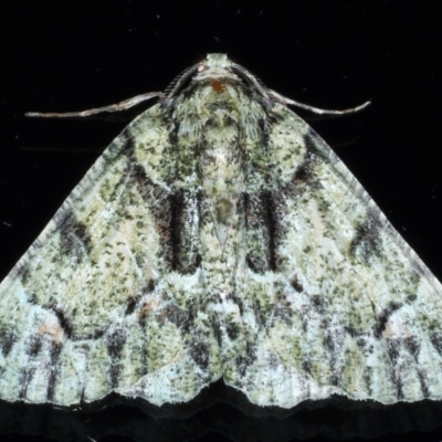 Aeolochroma metarhodata (Tea-tree Emerald) at Ainslie, ACT - 8 Jan 2021 by jb2602