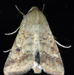 Helicoverpa (genus) (A bollworm) at Ainslie, ACT - 8 Jan 2021 by jb2602